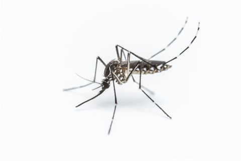 mosquito 3.jpg