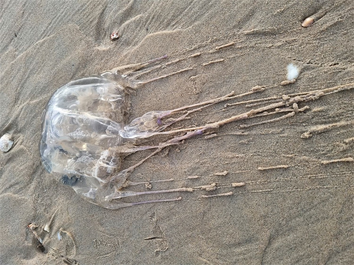 Potentially lethal Box Jellyfish prompt Cable Beach warning Shire of Broome