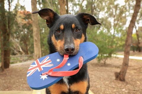 Australia-Dog.jpg