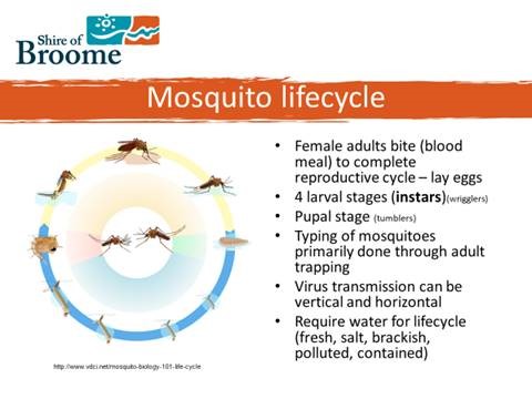 mozzie-lifecycle.jpg