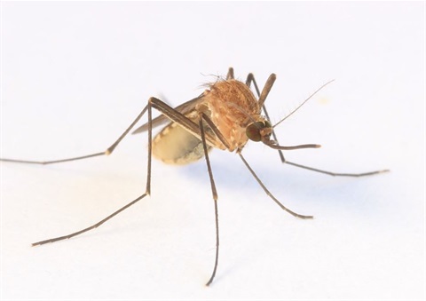 mosquito-close-up.jpg