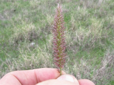 Cenchrus_ciliaris_Harry_02.jpg