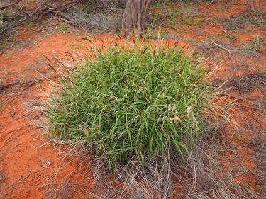 Cenchrus_ciliaris_Mark_01.jpg