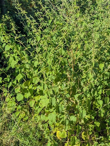 Mint-Bush-Mesosphaerum-suaveolens-Plant.jpg