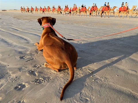 dog and camels.jpg