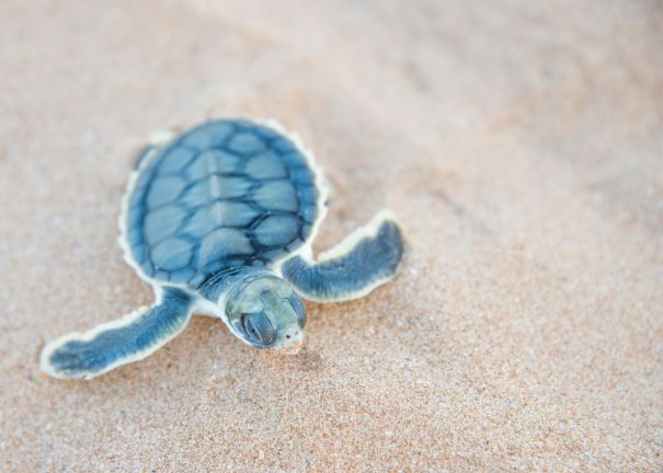 Turtle hatchling flatback.jpg